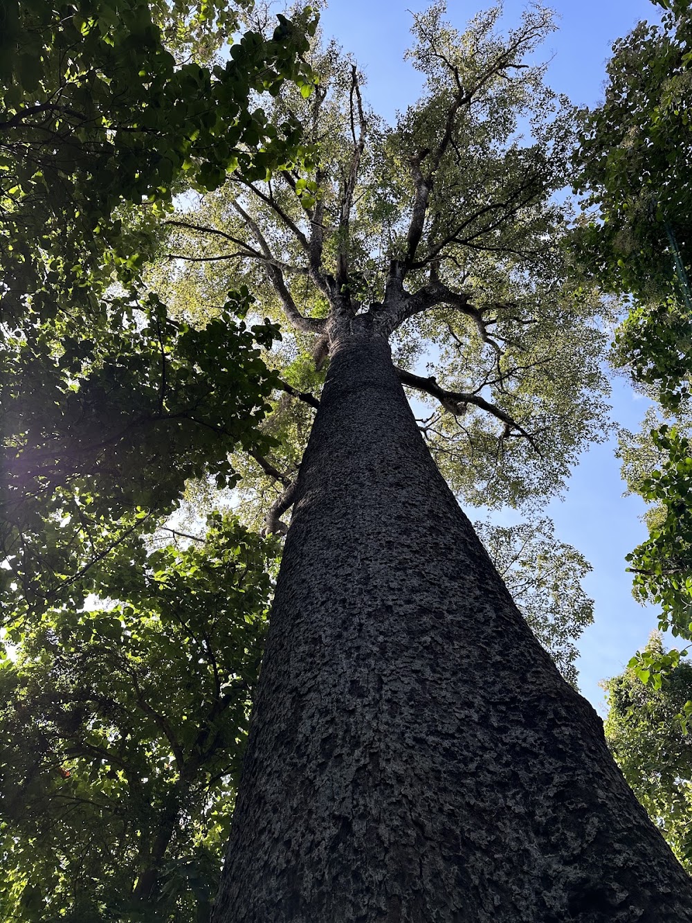 Rau Forest Reserve photo 3