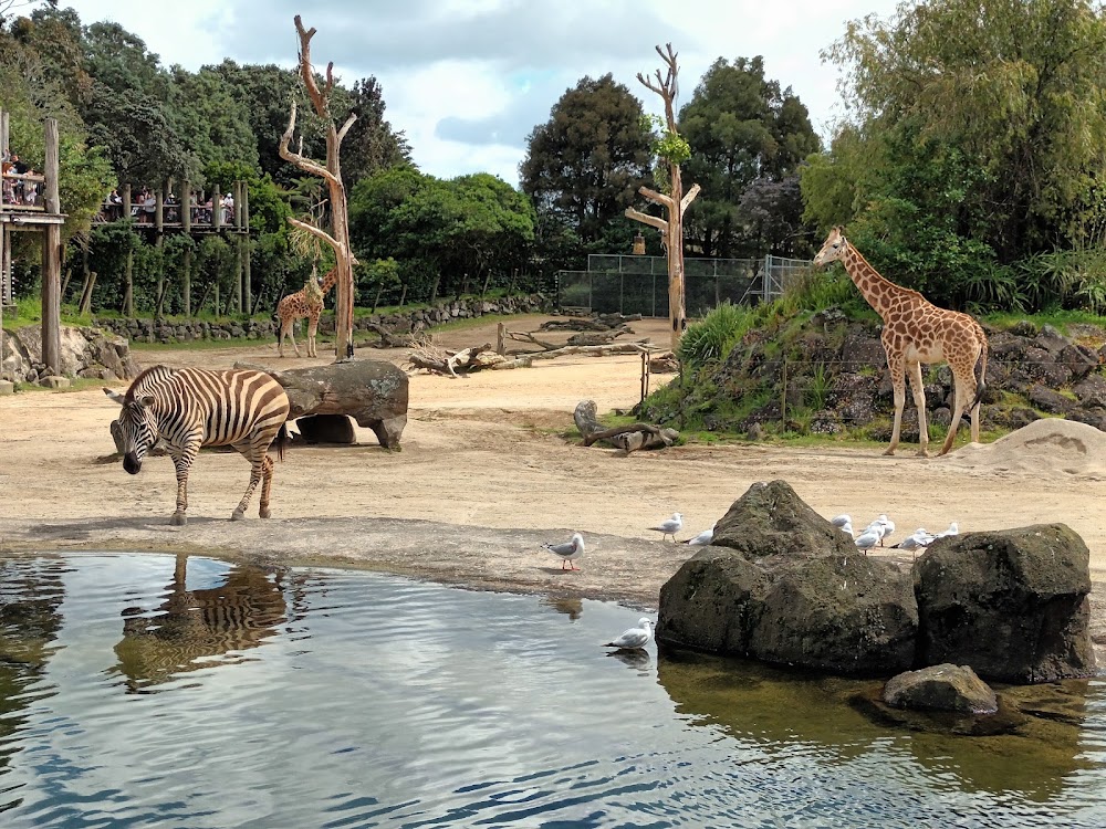Auckland Zoo photo 2