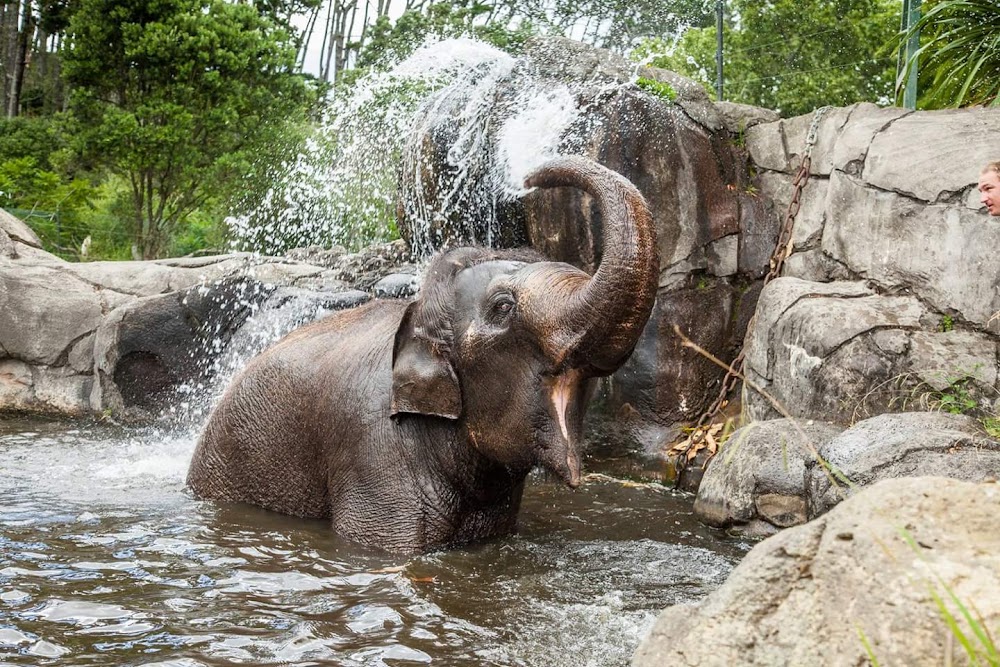 Auckland Zoo photo 3