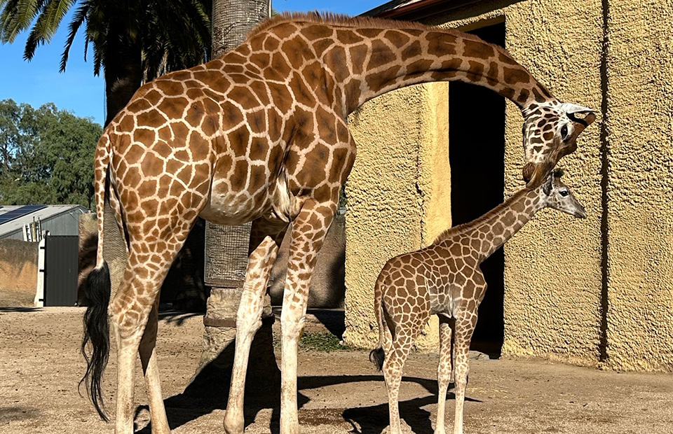 Adelaide Zoo photo 3