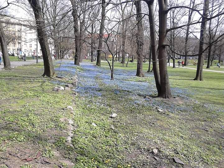 Park Krakowski photo 3