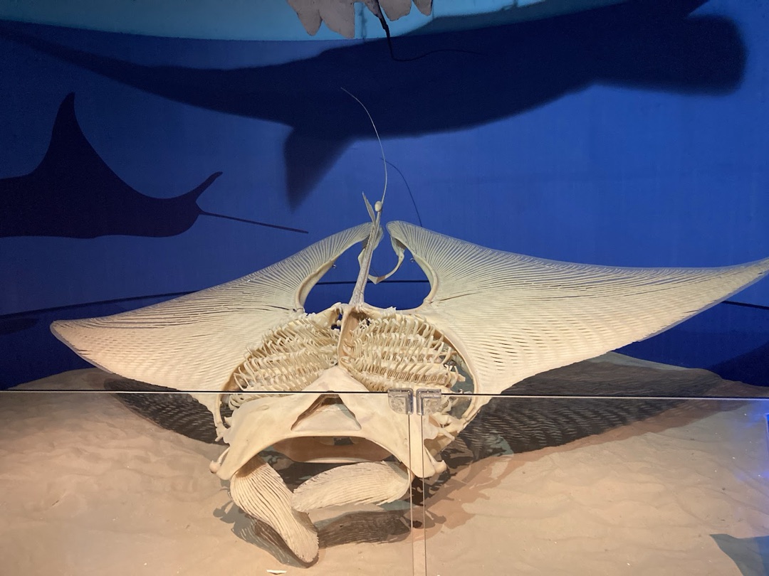 Tianjin Natural History Museum photo 3