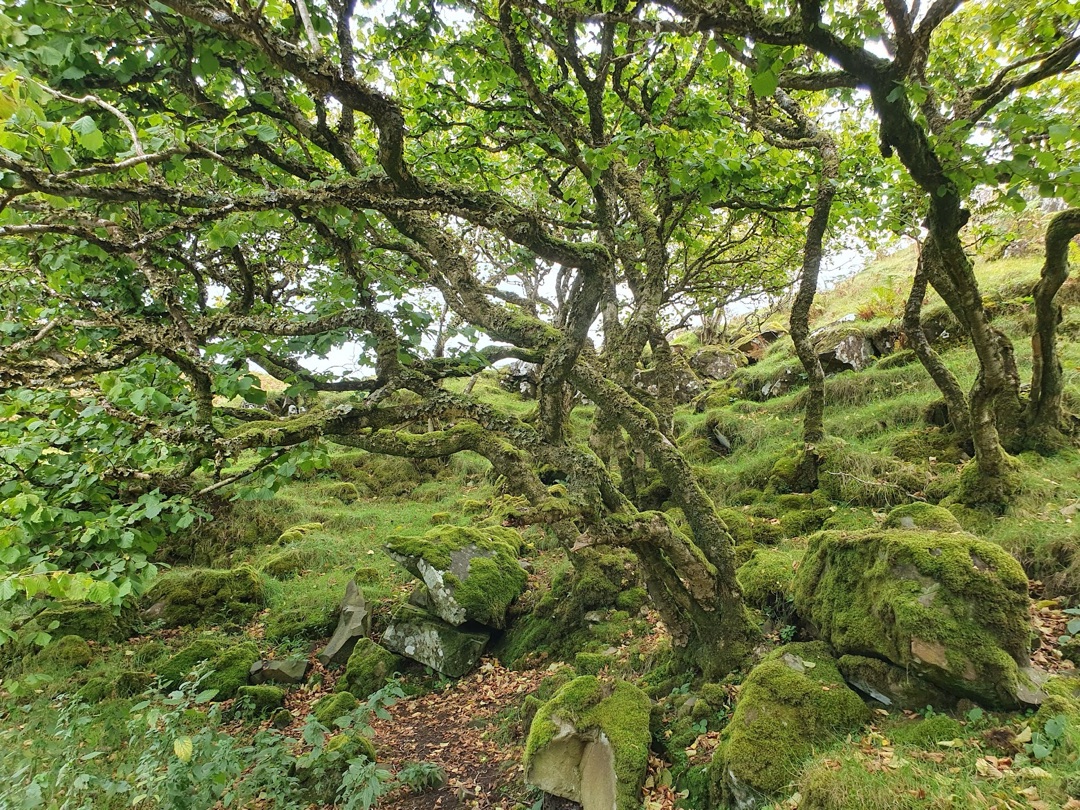 Fairy Glen photo 3