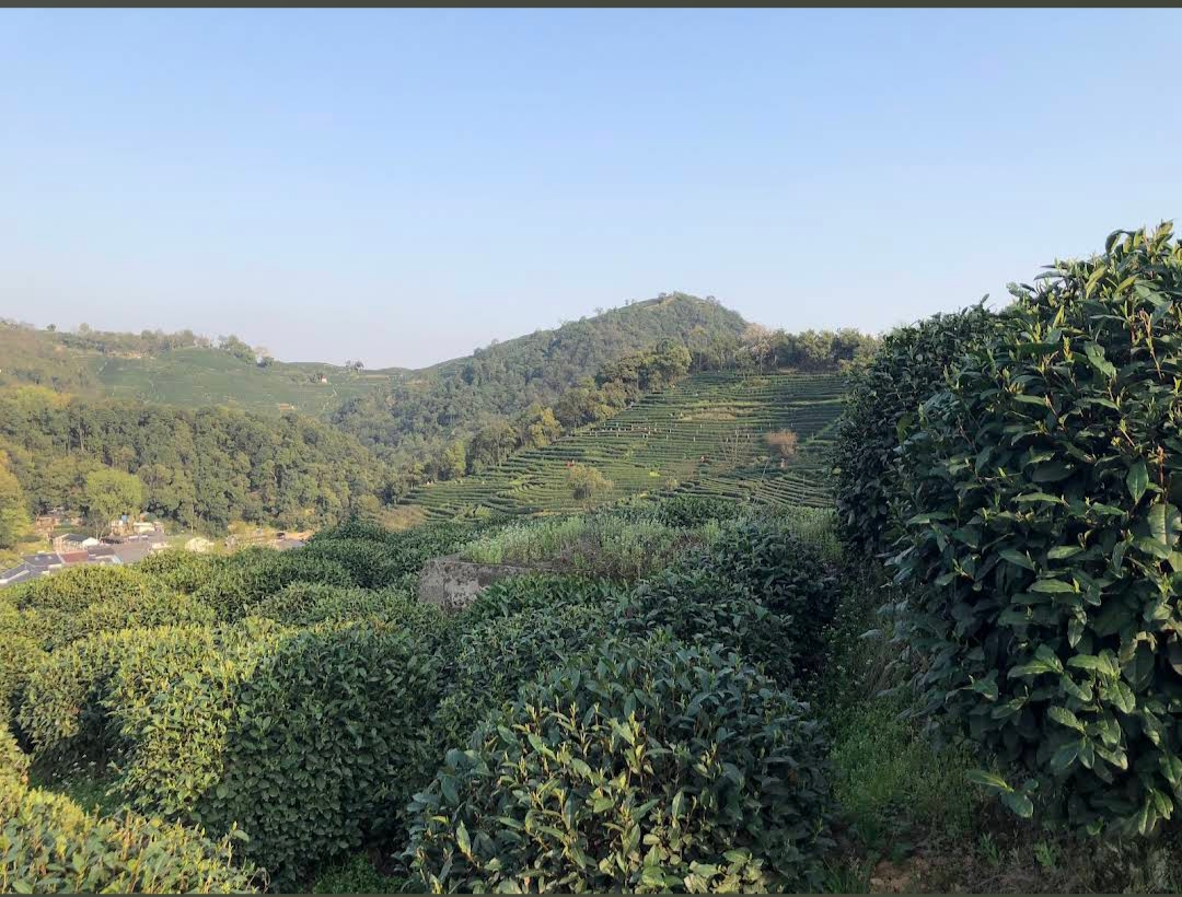 Longjing Tea Plantation