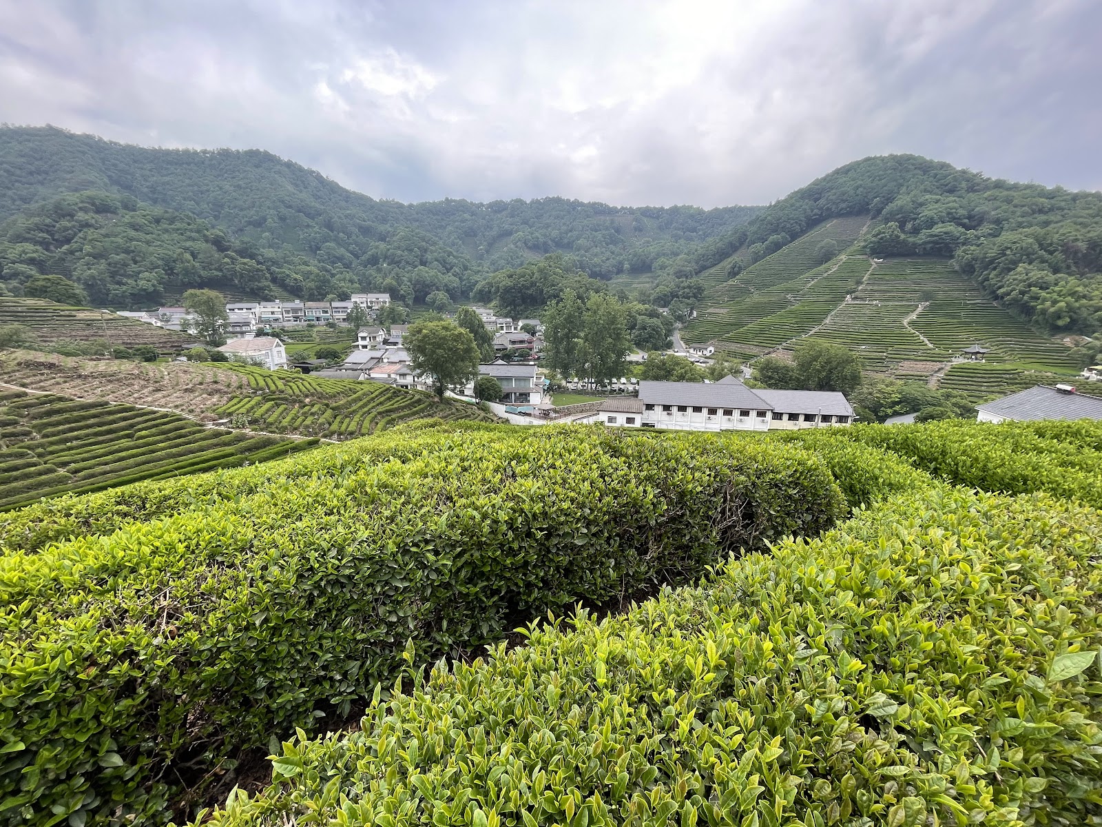 Longjing Tea Plantation photo 2