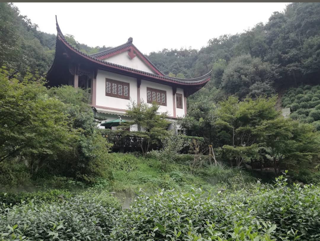 Longjing Tea Plantation photo 3