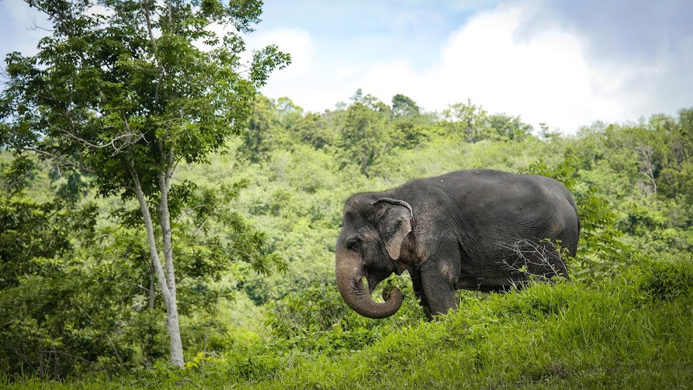 Elephant Sanctuary