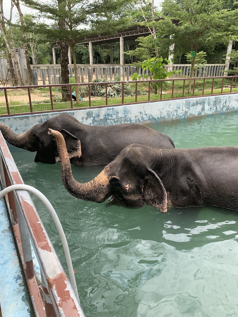 Elephant Sanctuary photo 2