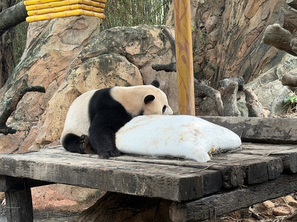 Chimelong Safari Park photo 2