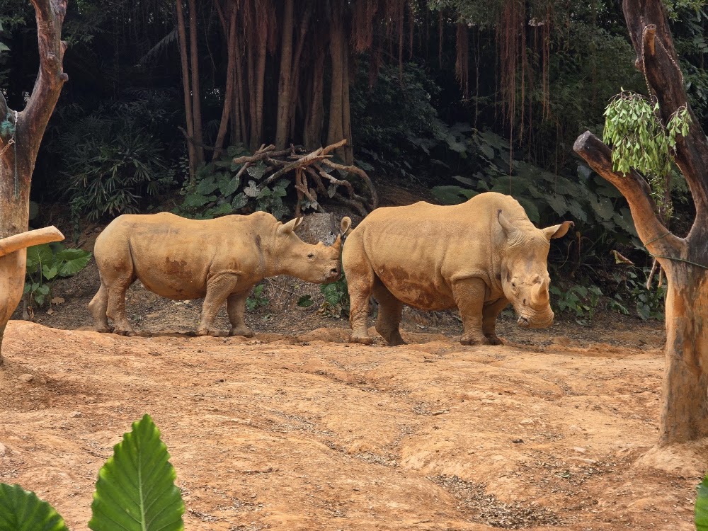 Chimelong Safari Park photo 3
