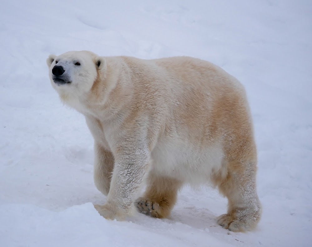 Ranua Wildlife Park photo 3