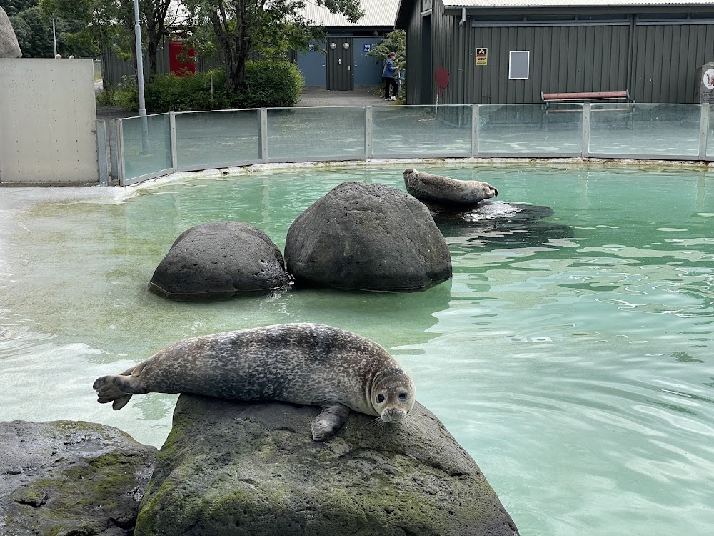 Reykjavik Zoo and Family Park photo 3