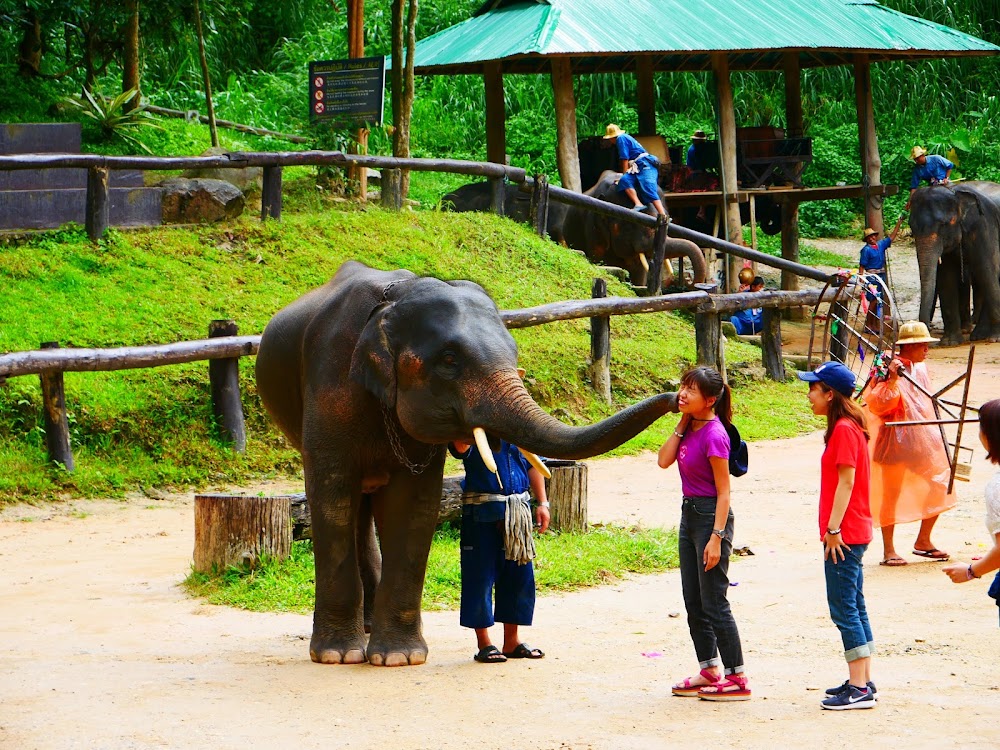 Maesa Elephant Camp