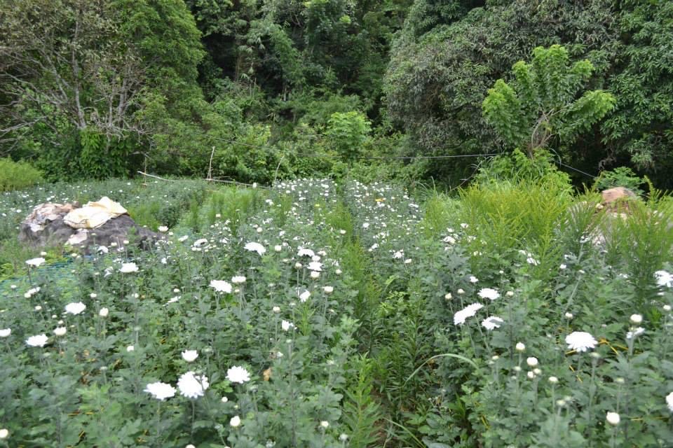 Sirao Flower Garden photo 2