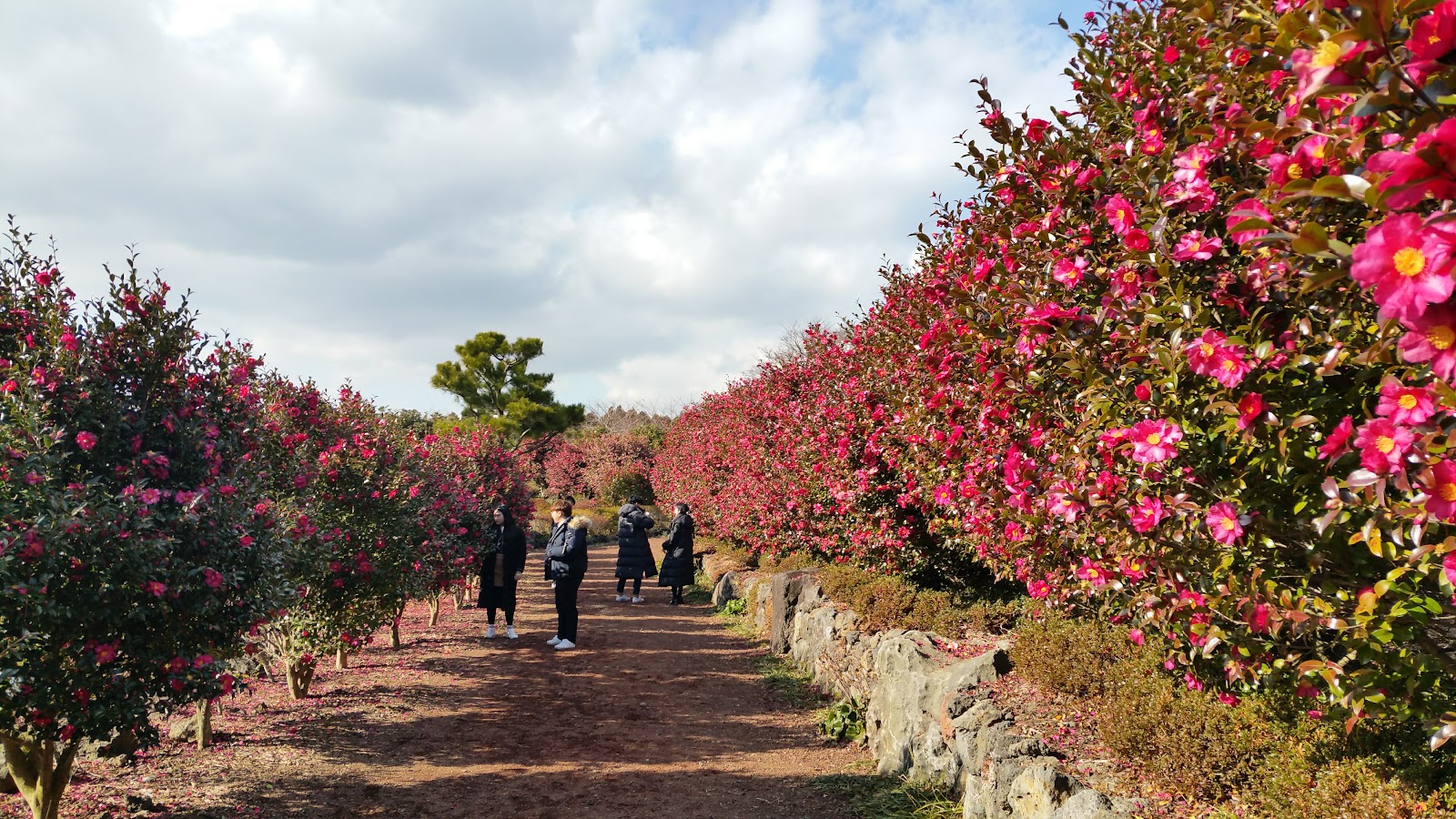 Camellia Hill