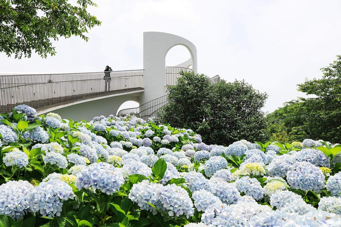 Camellia Hill photo 3
