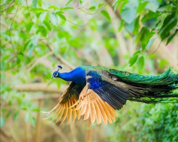 Tehran Birds Garden