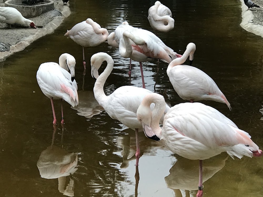 Tehran Birds Garden photo 2
