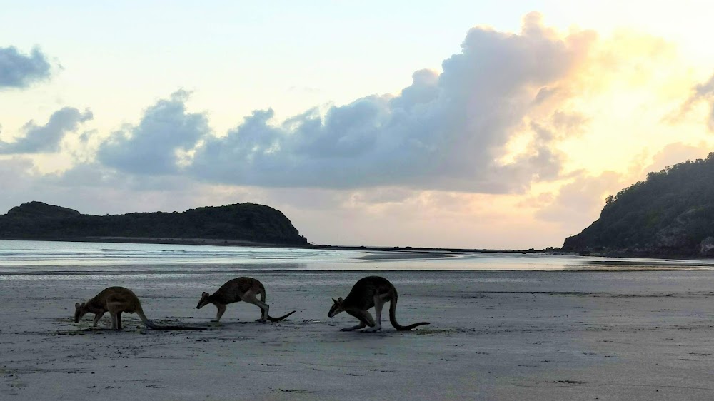 Cape Hillsborough