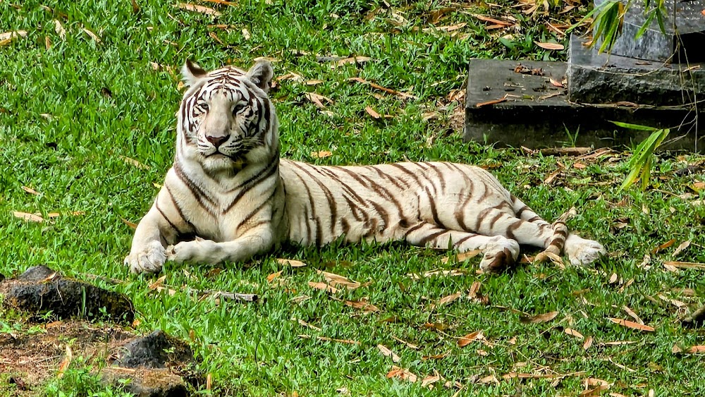Panaewa Rainforest Zoo