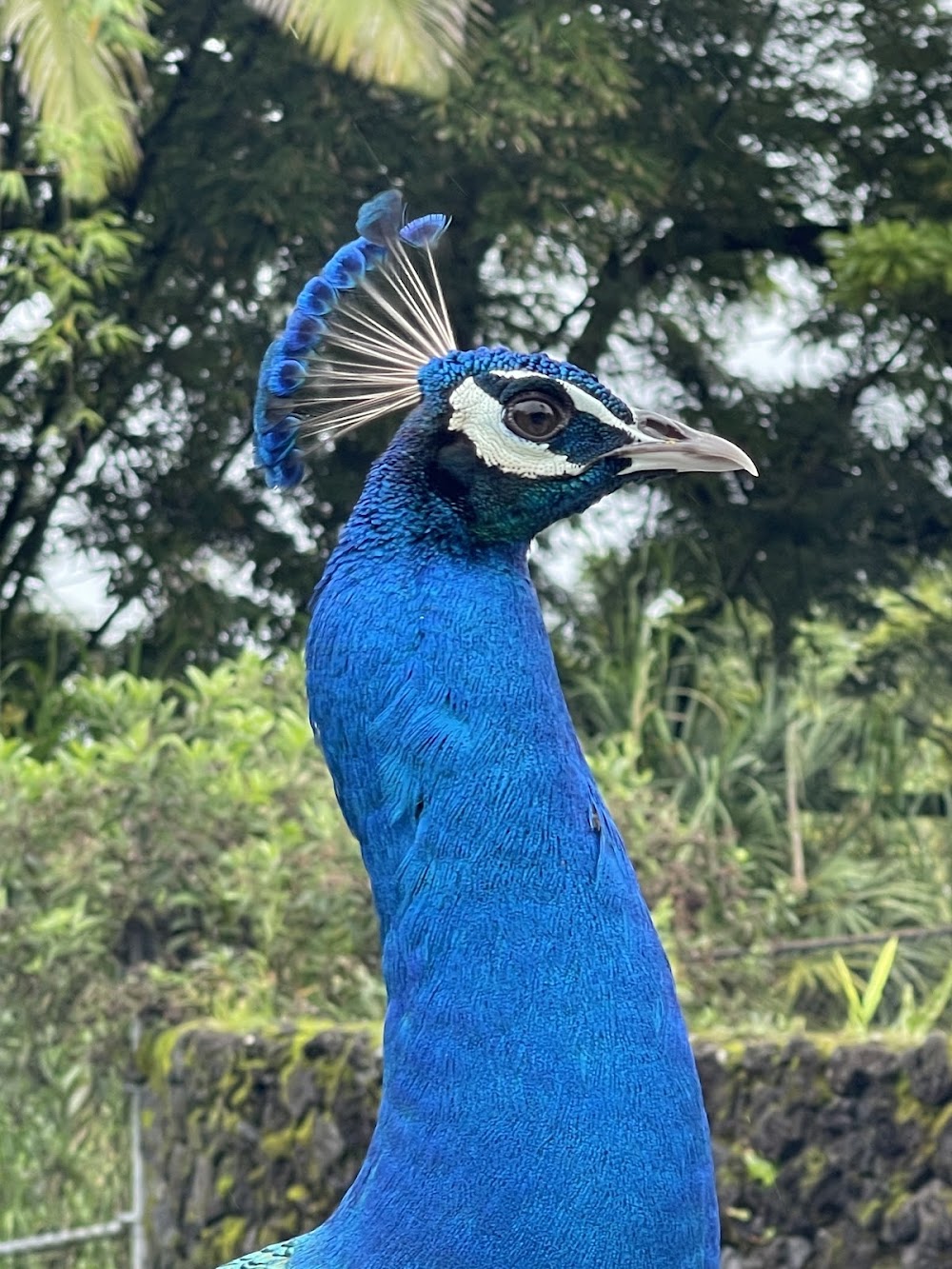 Panaewa Rainforest Zoo photo 3