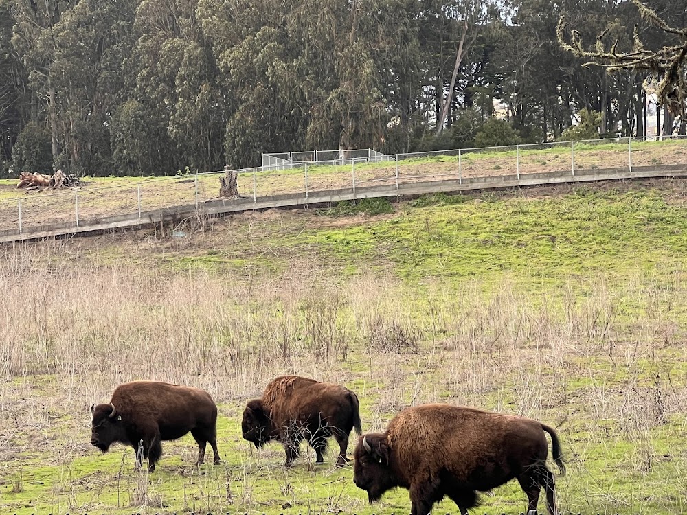Bison