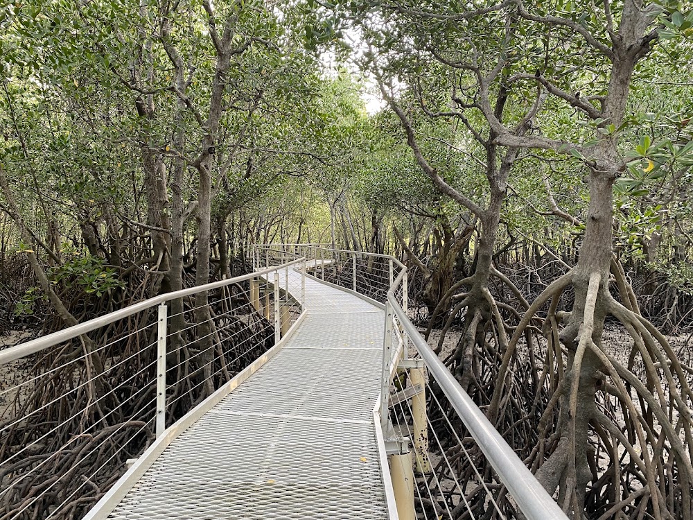 Mangrove Walk
