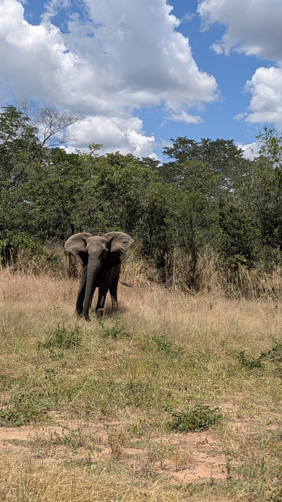 Zambezi National Park photo 2