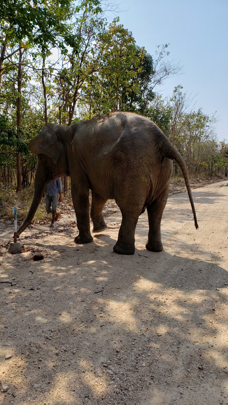 Phnom Tamao Zoological Park and Wildlife Rescue Center (PTWRC)