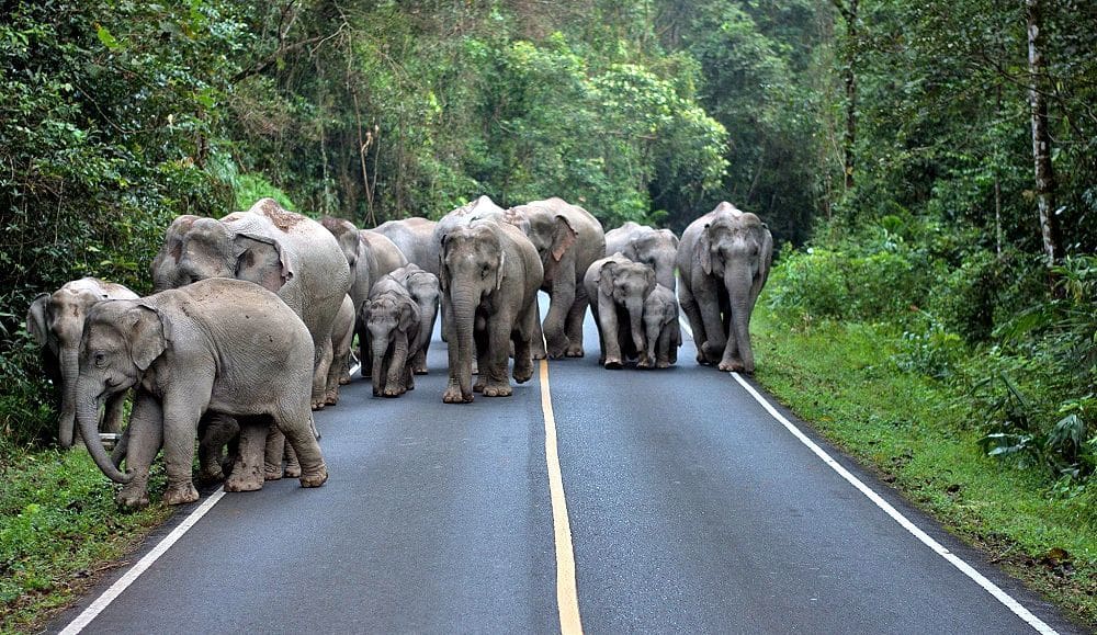 Khao Yai National Park