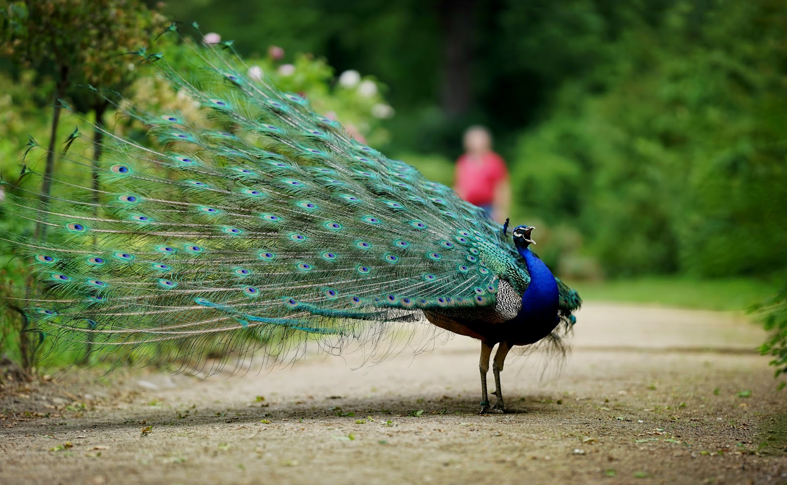 Pfaueninsel (Peacock Island) photo 3