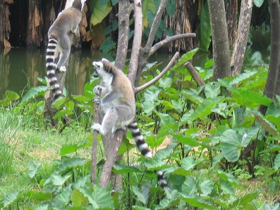 Tsimbazaza Zoo