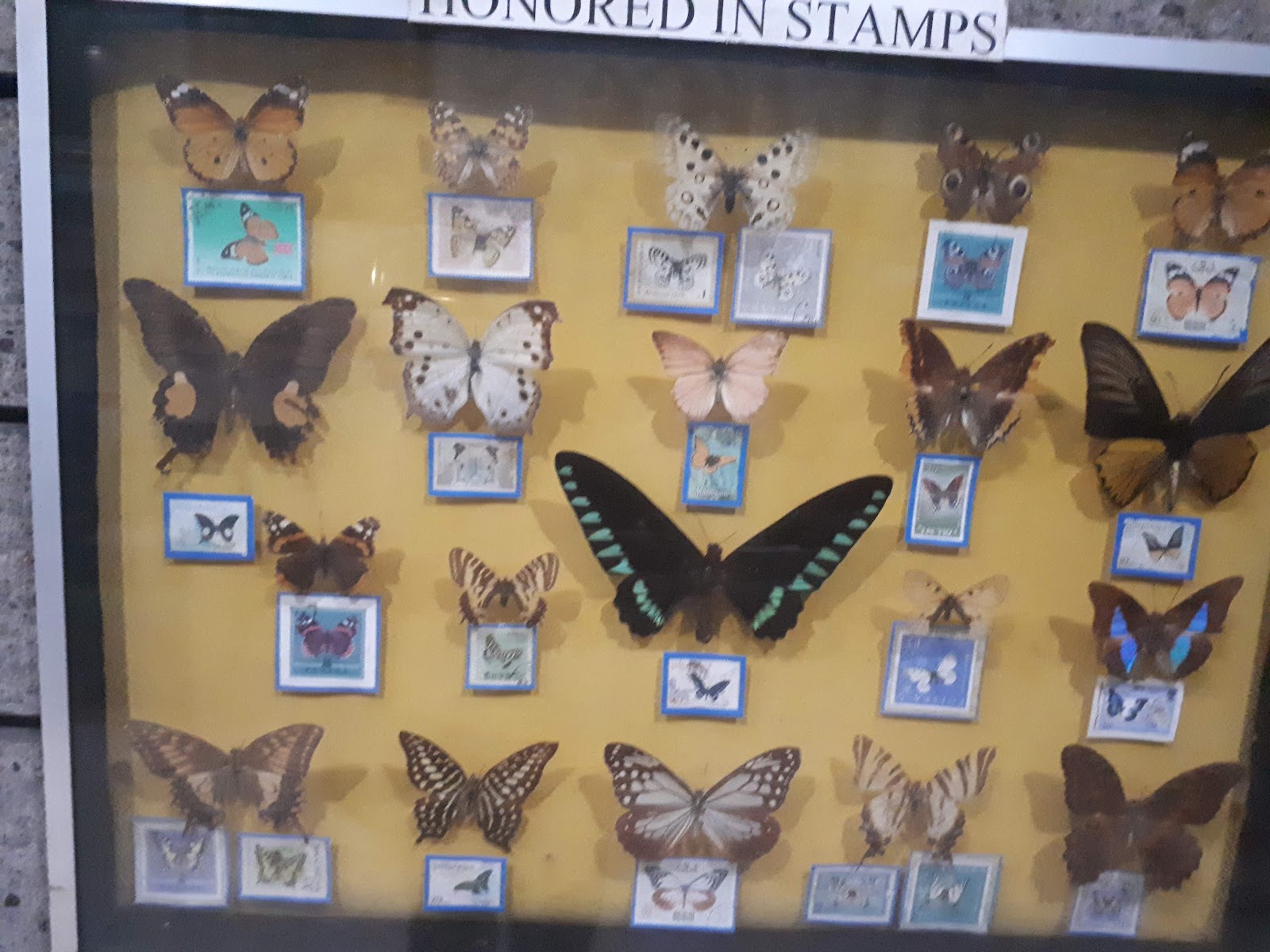 Jumalon Butterfly Sanctuary