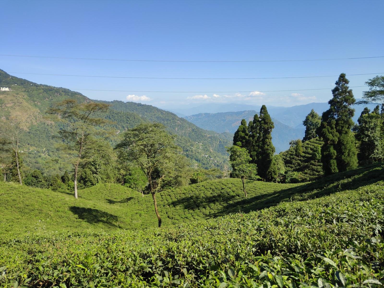 Happy Valley Tea Estate
