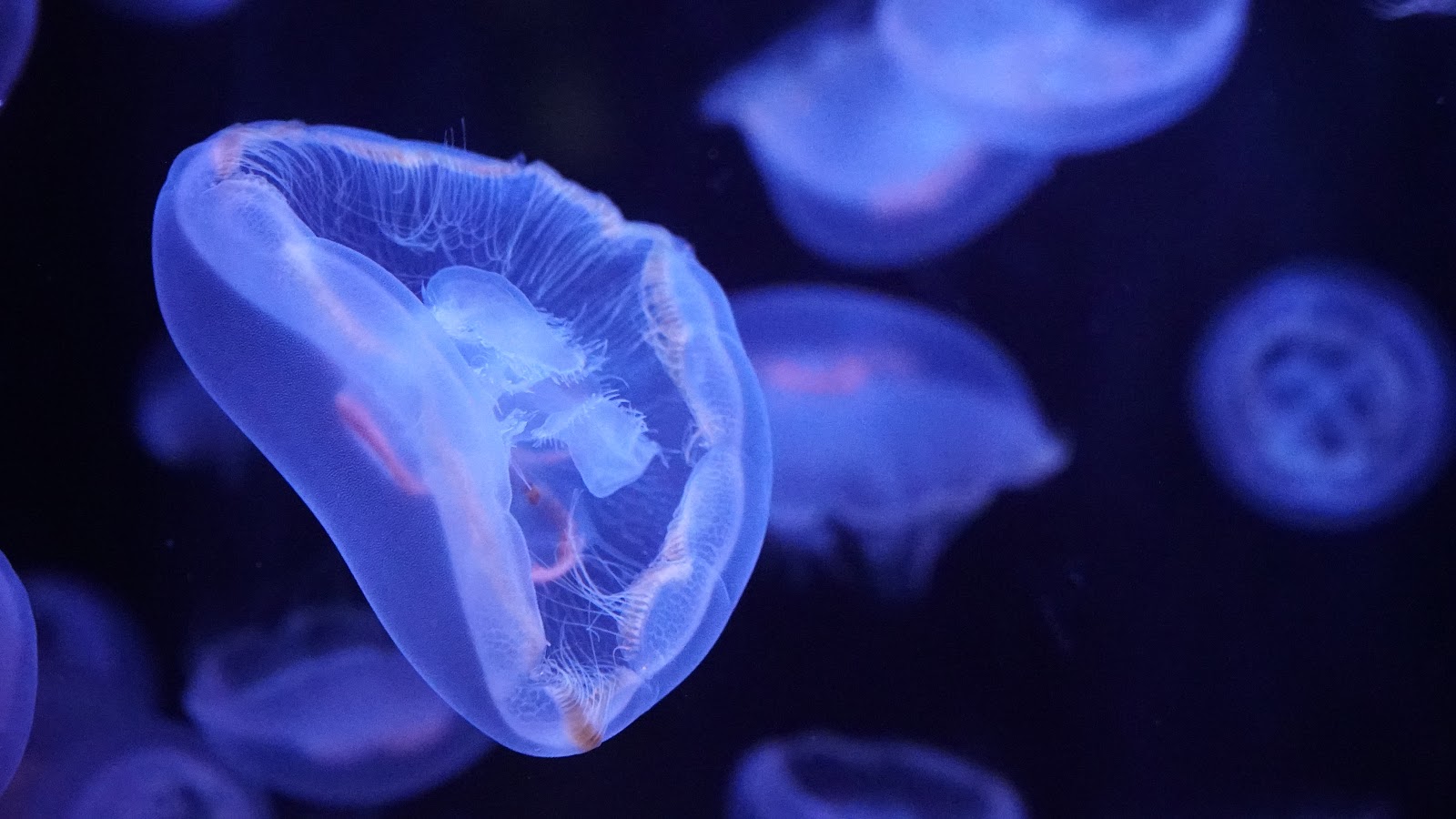 Aquarium de Paris Cinéaqua