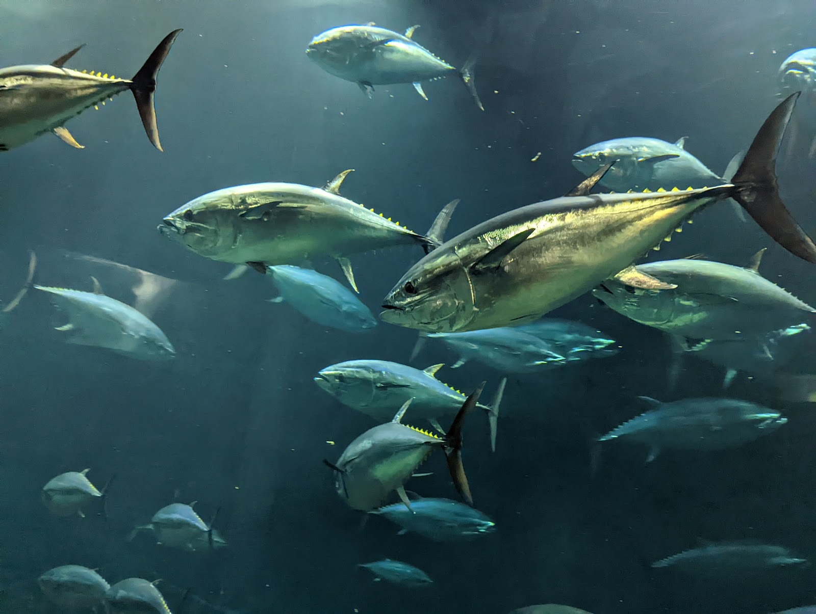 Tokyo Sea Life Park photo 3