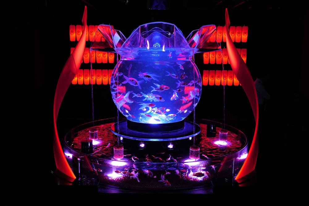 Art Aquarium