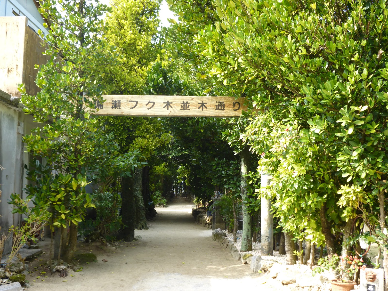 Bise-Fukugi Tree Road