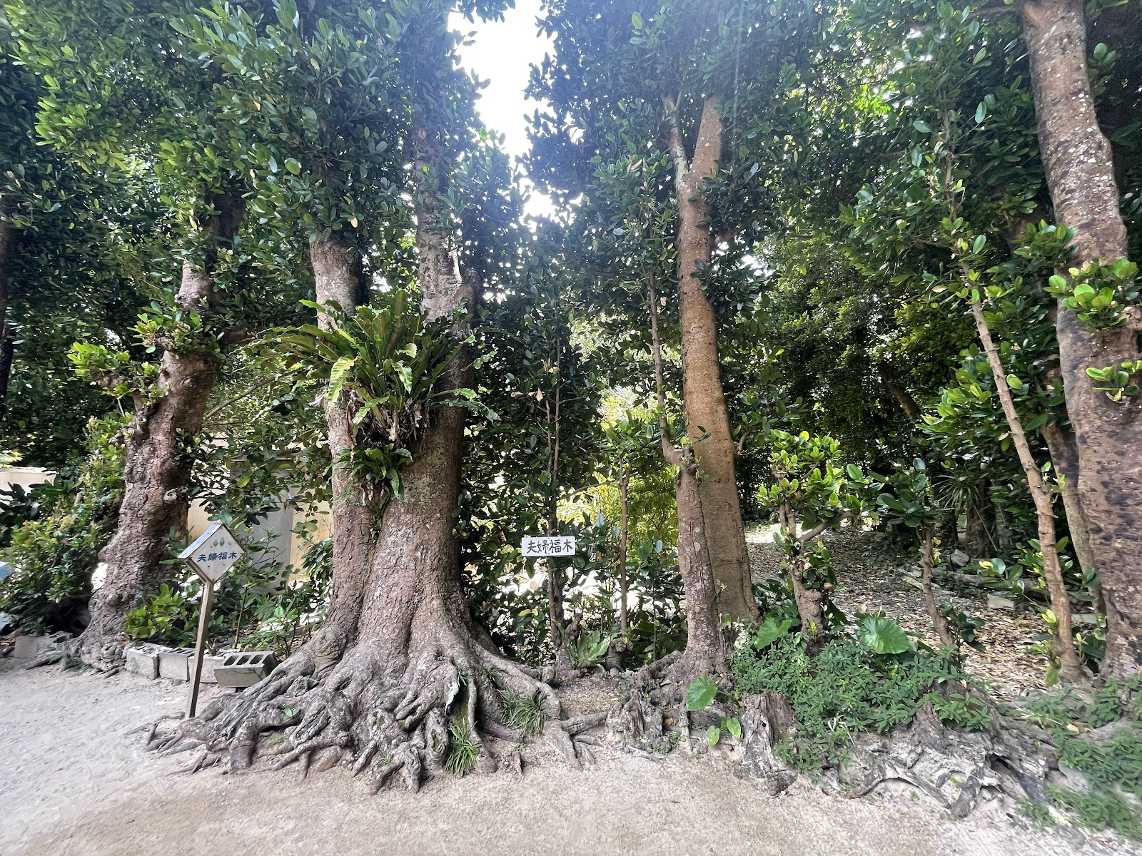 Bise-Fukugi Tree Road photo 2