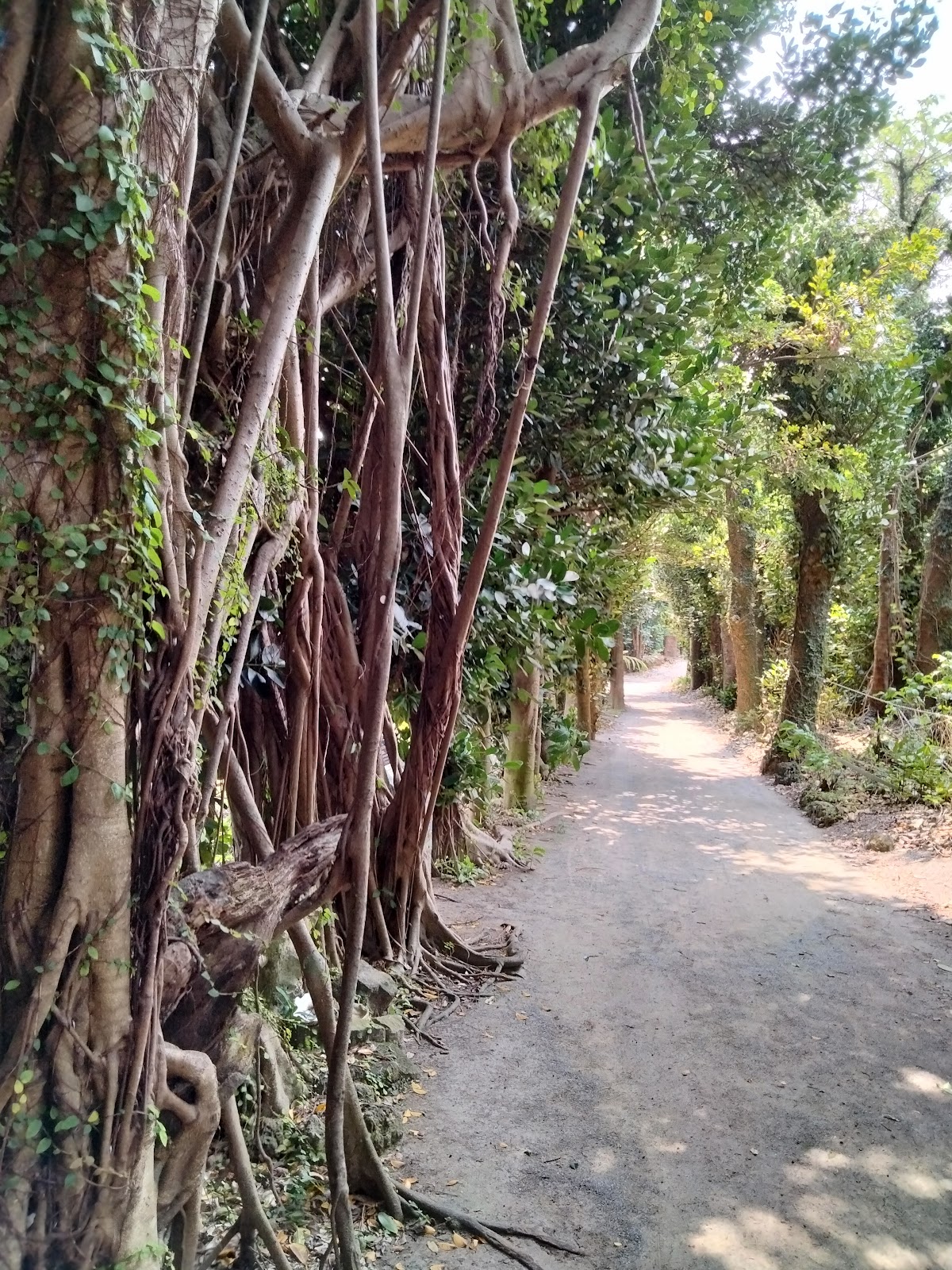 Bise-Fukugi Tree Road photo 3