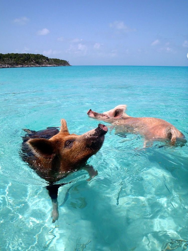 Pig Beach, Big Major Cay
