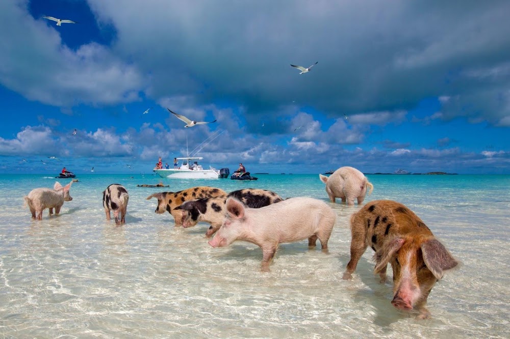 Pig Beach, Big Major Cay photo 2