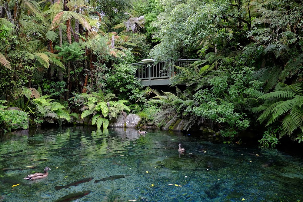 Rainbow Springs Nature Park photo 3
