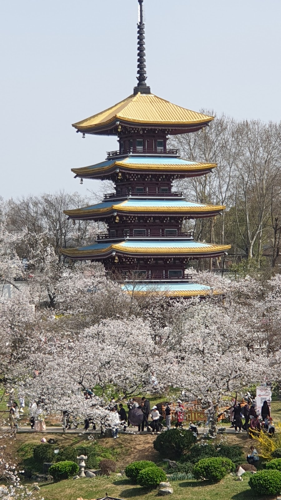 Donghu Cherry Blossom Garden