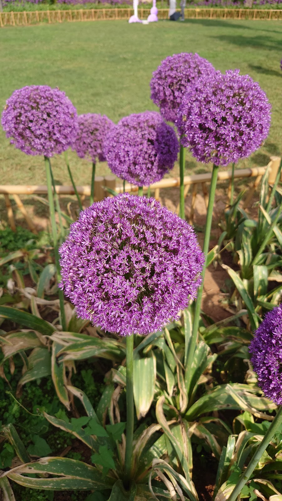 Kunming Botanical Garden