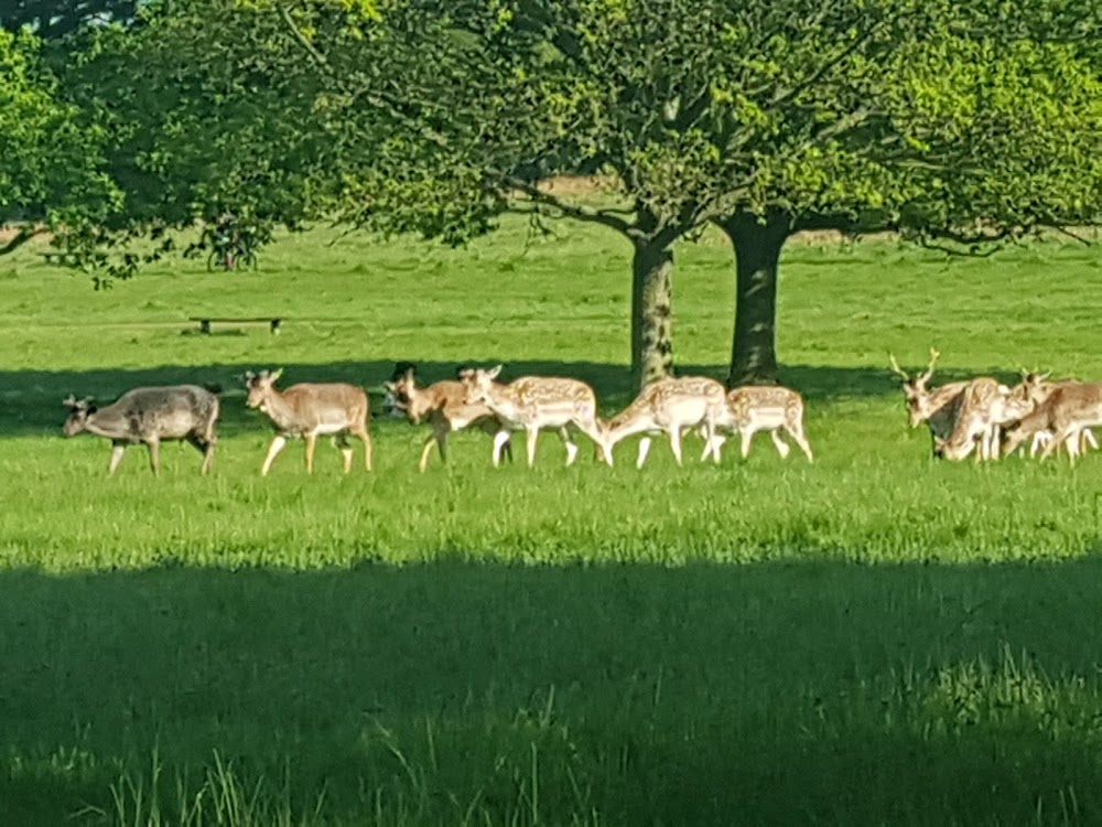 Richmond Park photo 2
