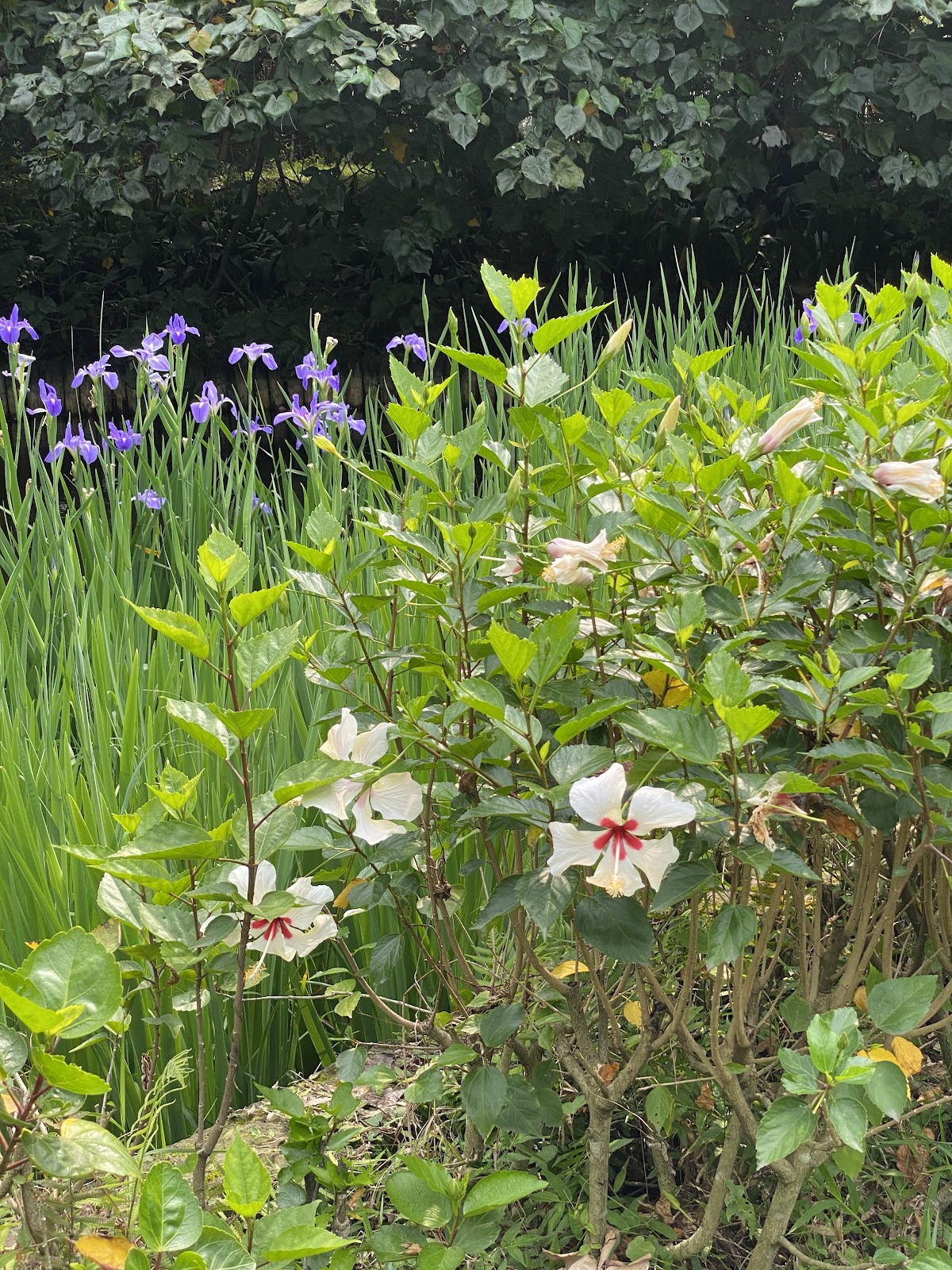 Lotus Pond photo 2