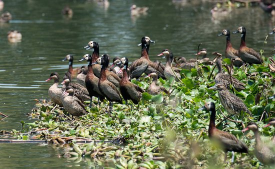 Tsarasaotra Park