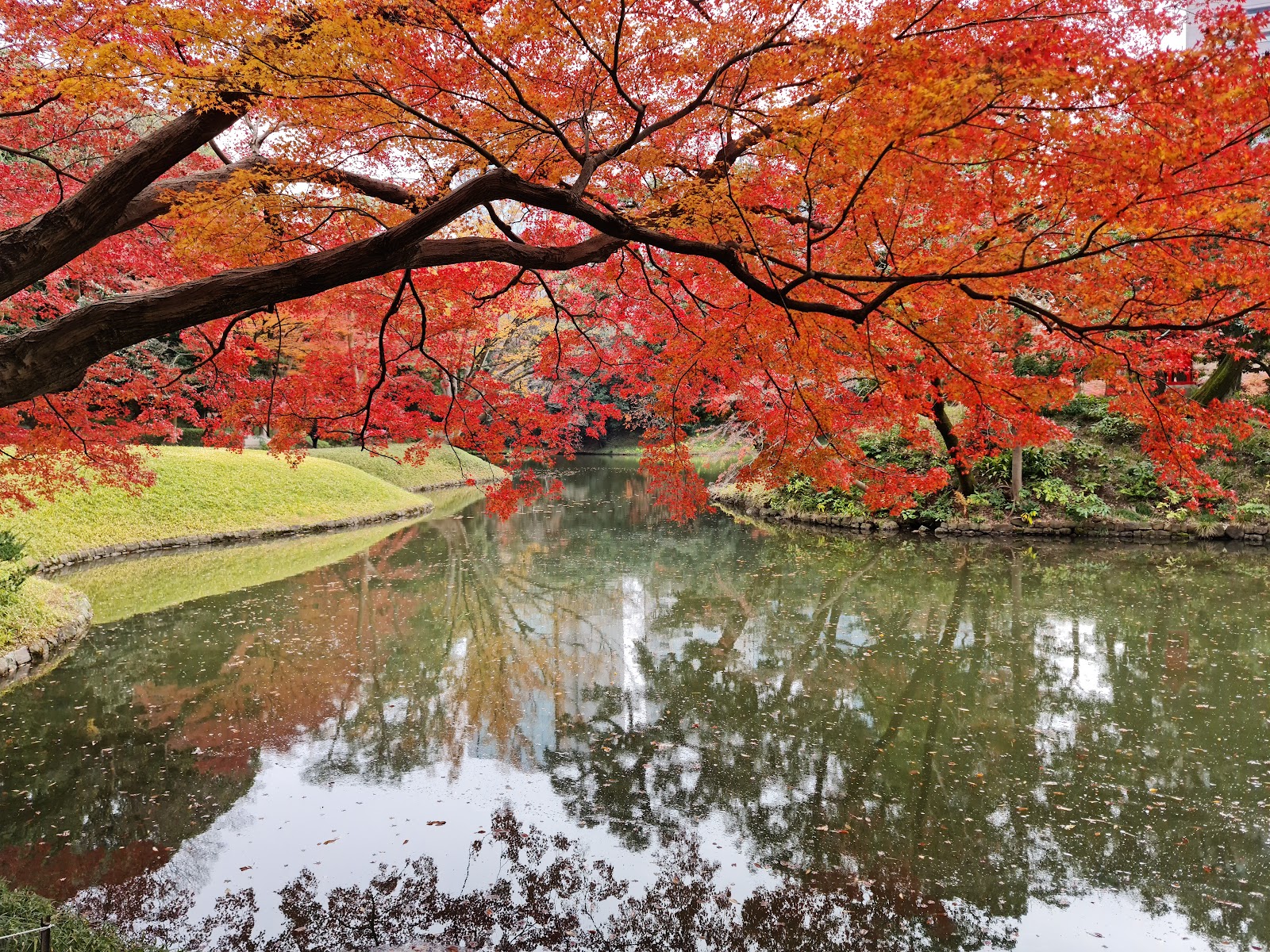 Koishikawa Korakuen Gardens photo 3