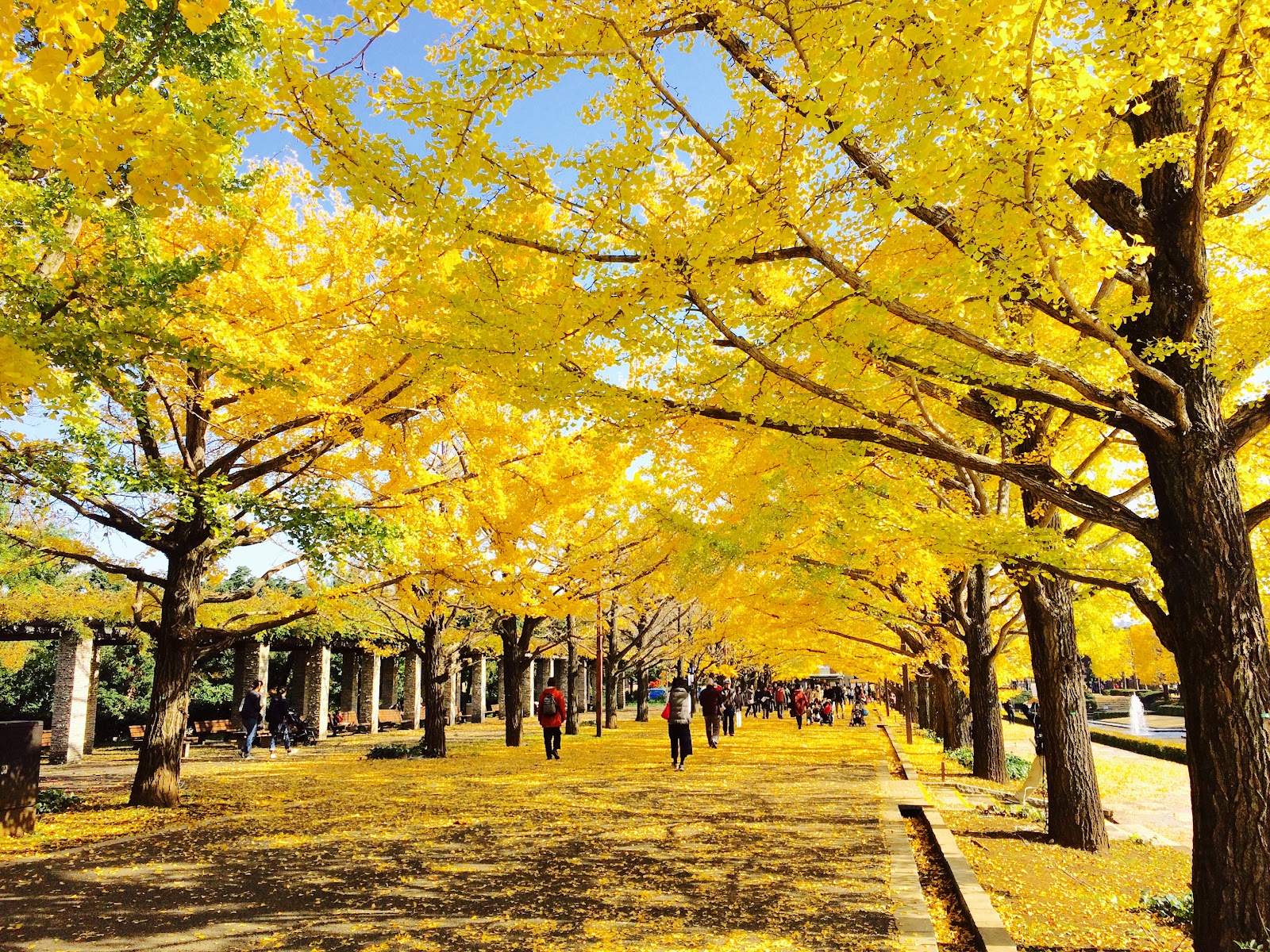 Showa Kinen Park photo 3
